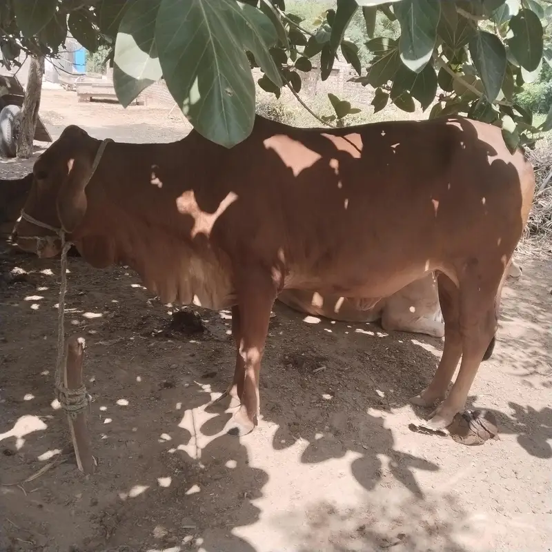 Pure Sahiwal breed — photo 3