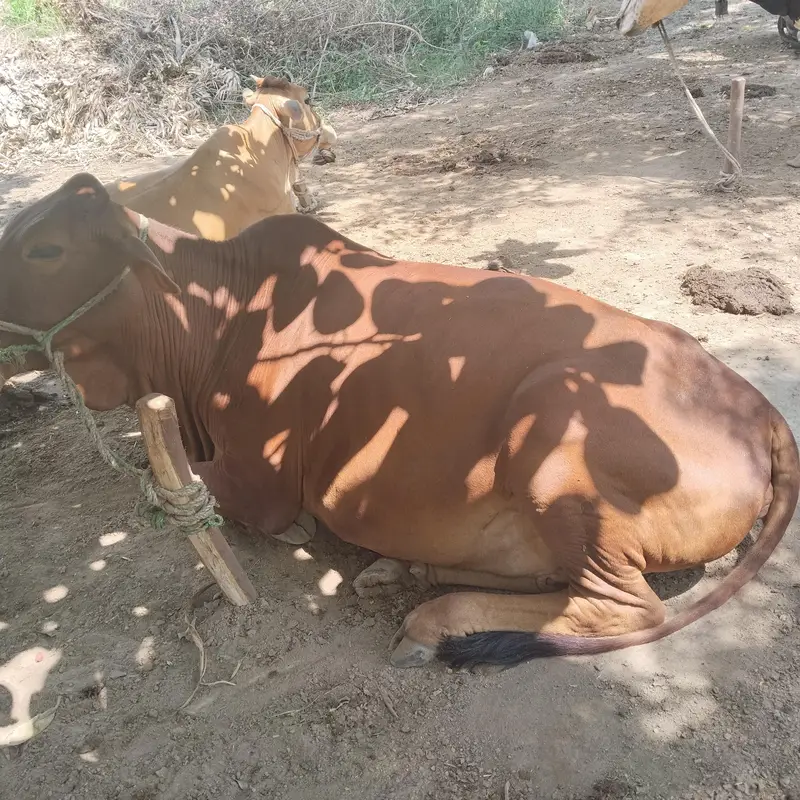 Pure Sahiwal breed — photo 4