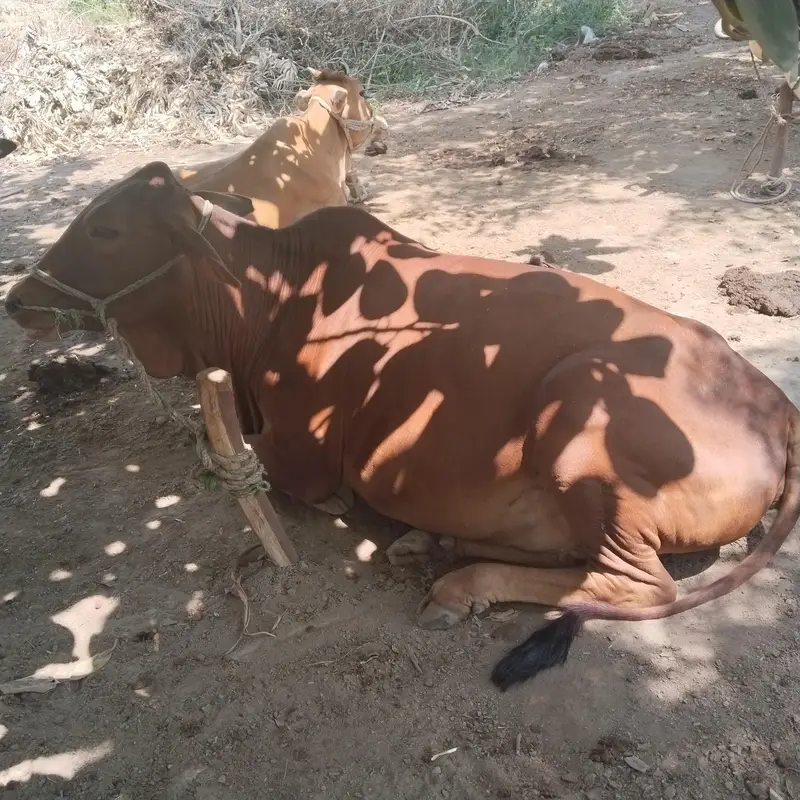 Pure Sahiwal breed — photo 5
