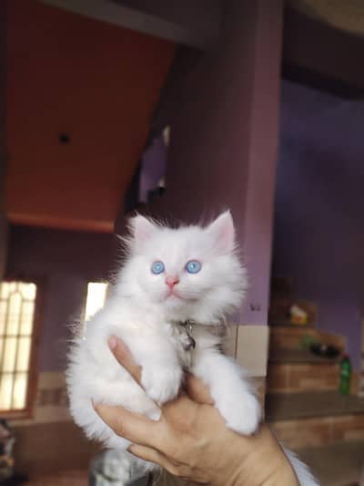 Persian kittens