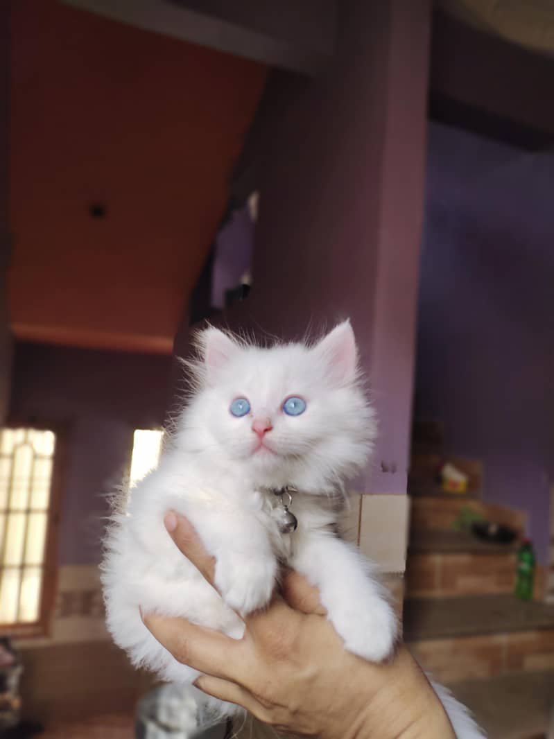 Persian kittens 0