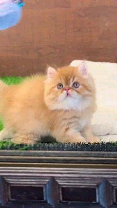 Persian cat for sale male or female my WhatsApp number 0324=31=90=409