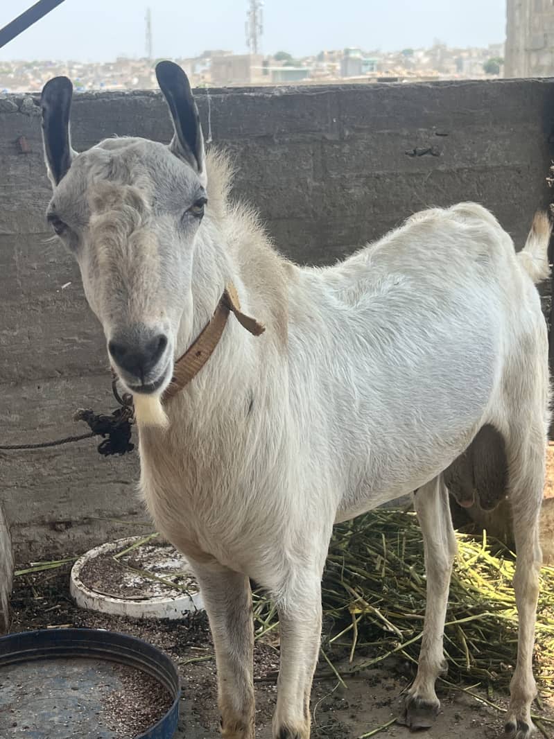 Brbri bakra 0