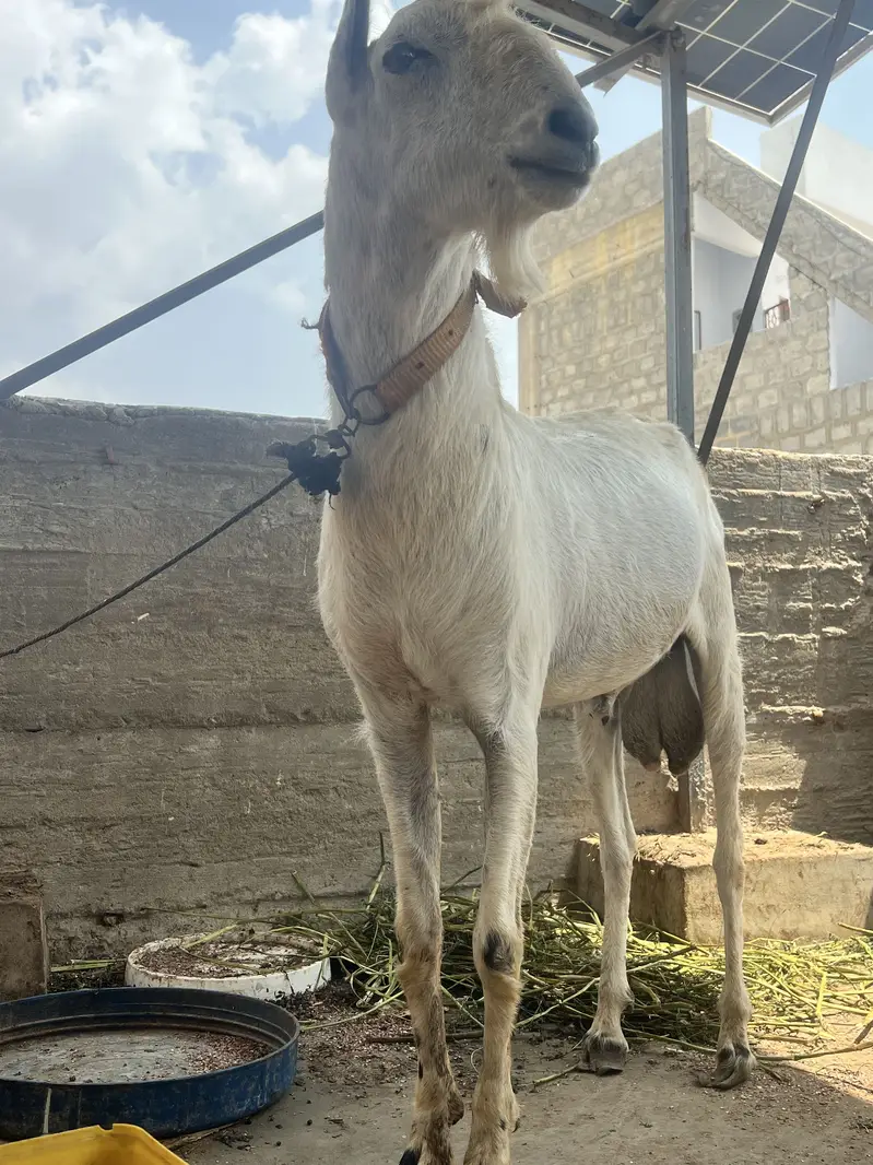 Brbri bakra — photo 2