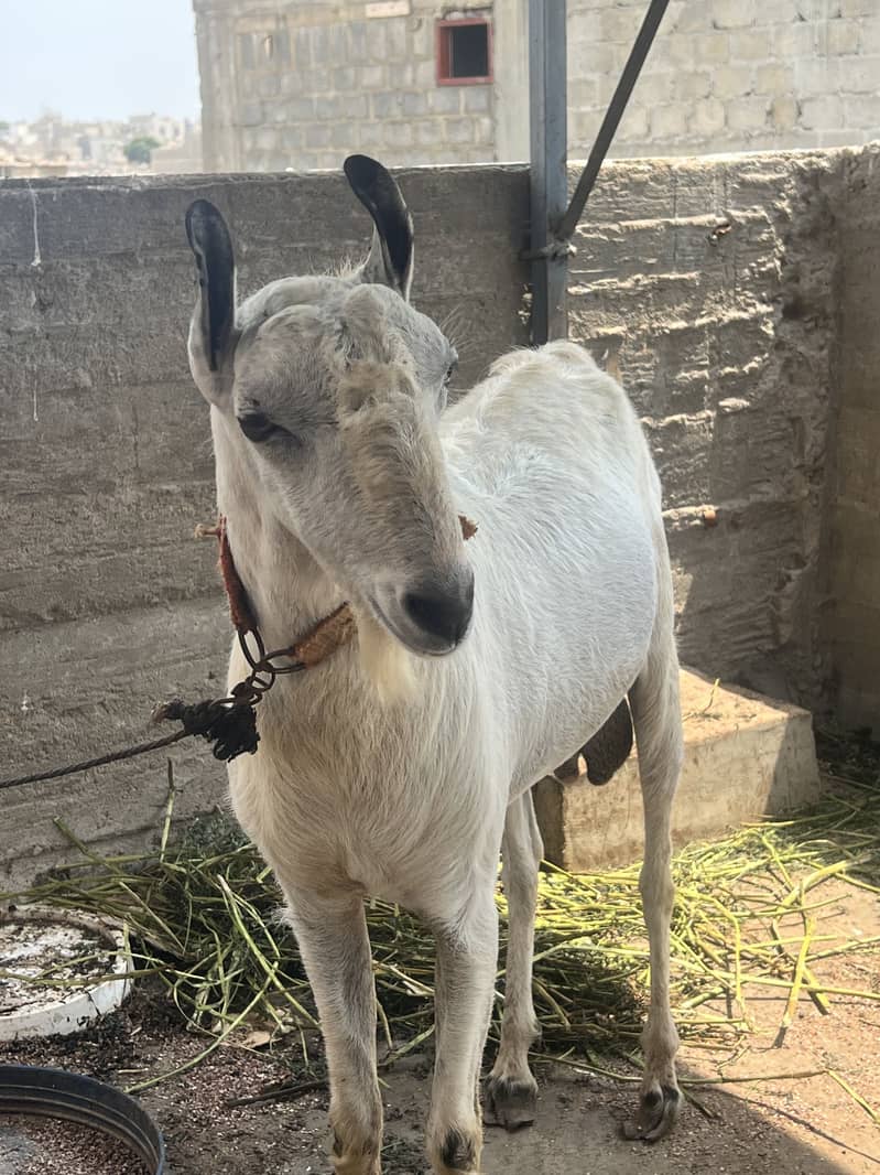 Brbri bakra 2