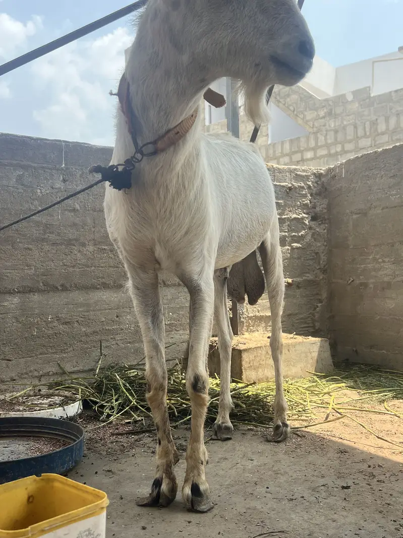 Brbri bakra — photo 5
