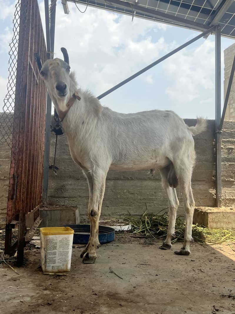 Brbri bakra 5