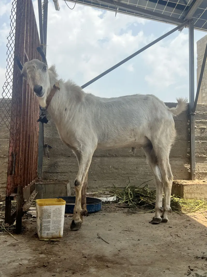 Brbri bakra — photo 7