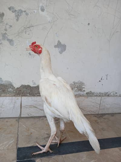 White Heera Topla Aseel Patha