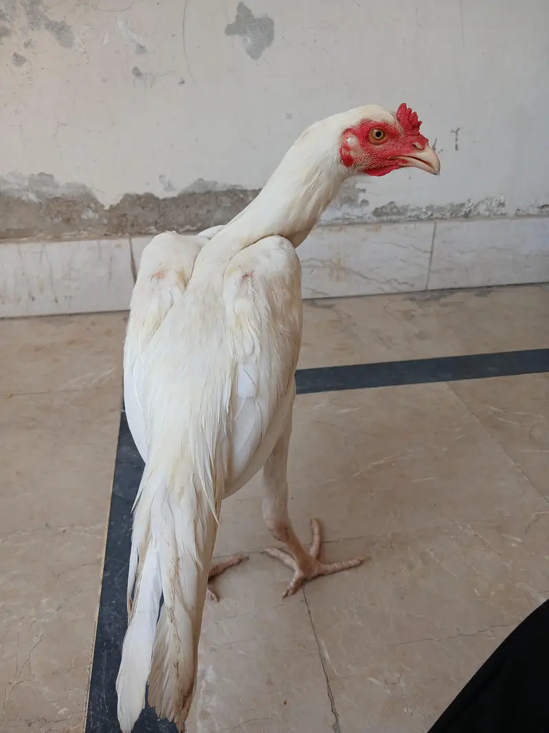 White Heera Topla Aseel Patha — photo 2