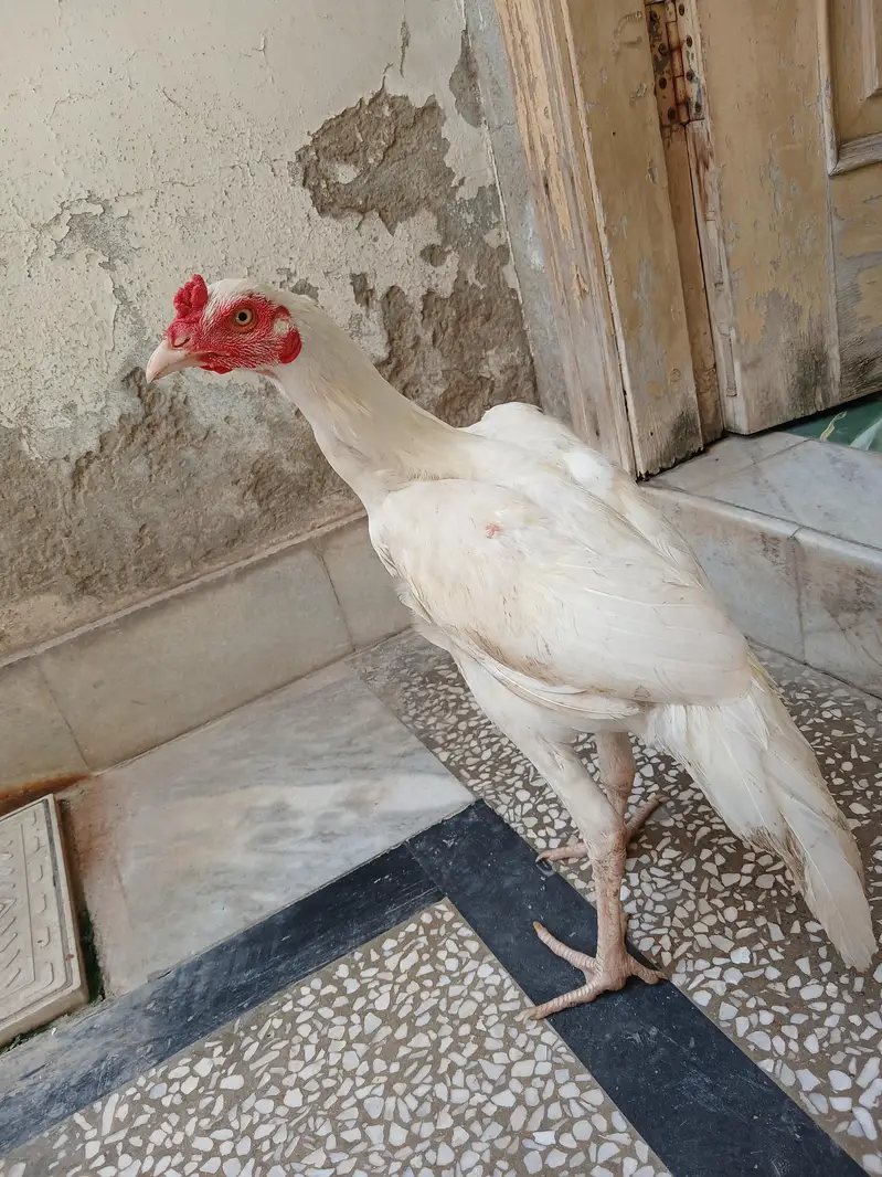 White Heera Topla Aseel Patha — photo 3