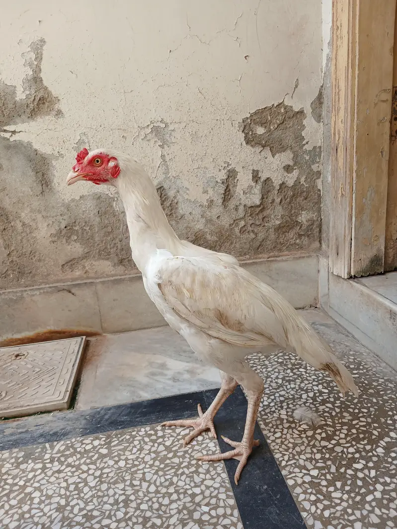 White Heera Topla Aseel Patha — photo 4