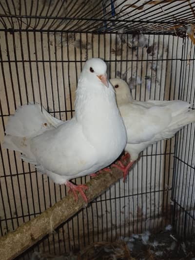 king pigeon