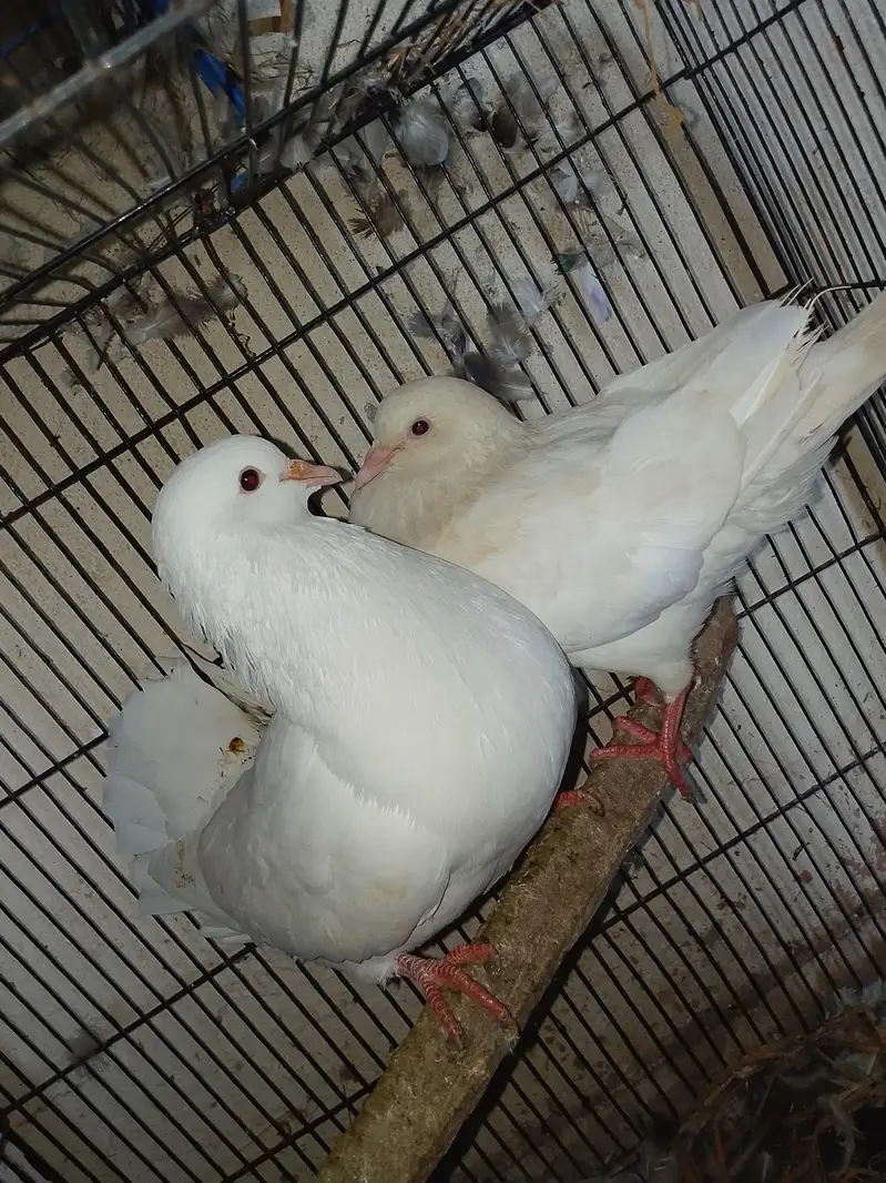 king pigeon — photo 2
