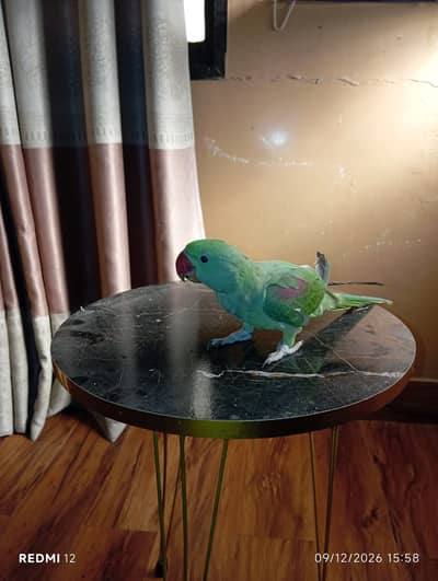Parrot Green Alexander Kashmiri