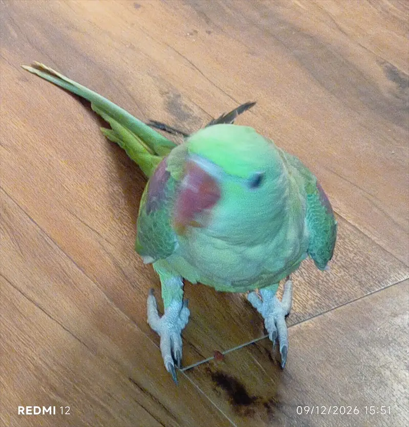 Parrot Green Alexander Kashmiri — photo 2