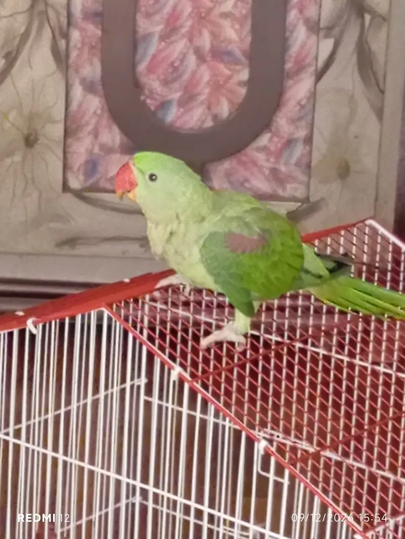 Parrot Green Alexander Kashmiri — photo 3