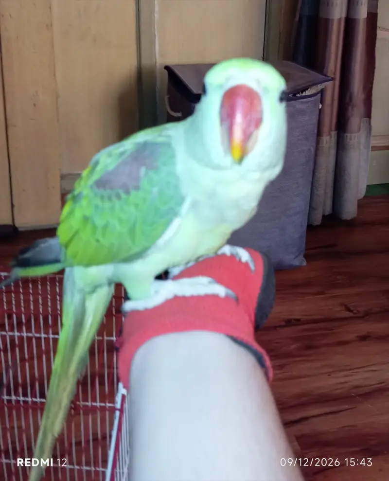 Parrot Green Alexander Kashmiri — photo 4