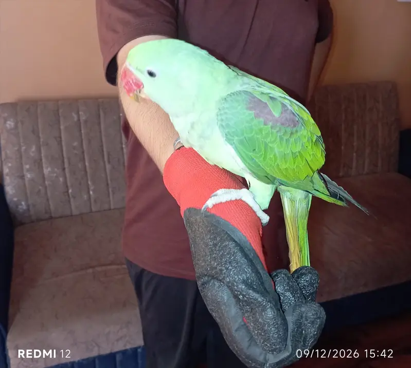 Parrot Green Alexander Kashmiri — photo 5