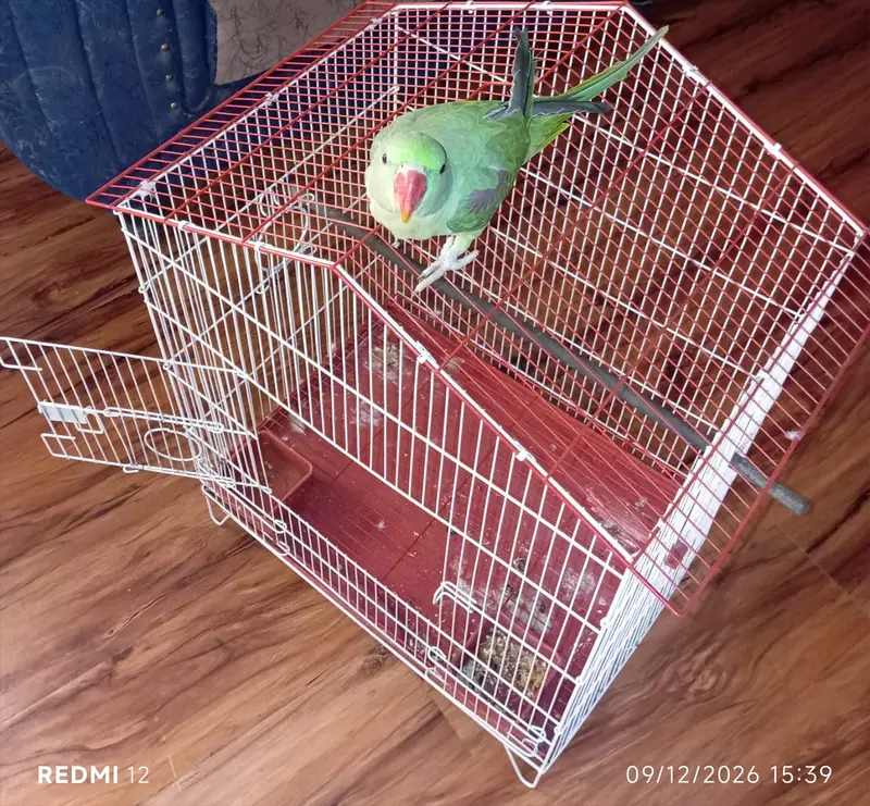 Parrot Green Alexander Kashmiri — photo 6