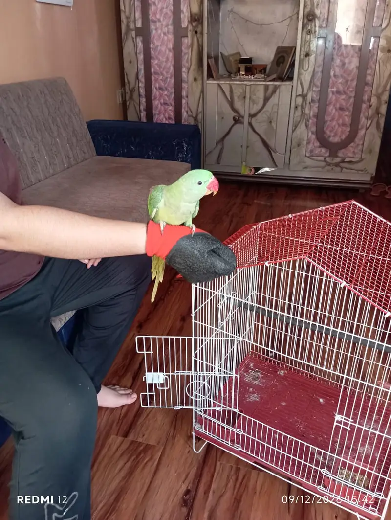 Parrot Green Alexander Kashmiri — photo 7