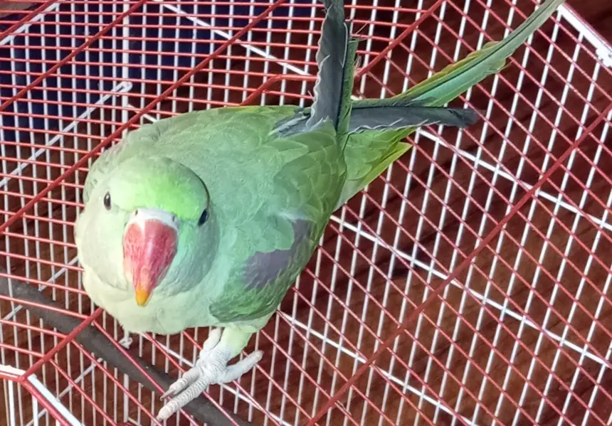 Parrot Green Alexander Kashmiri — photo 8