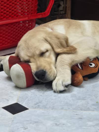 British Labrador Male