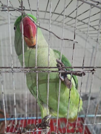 green talking parrot