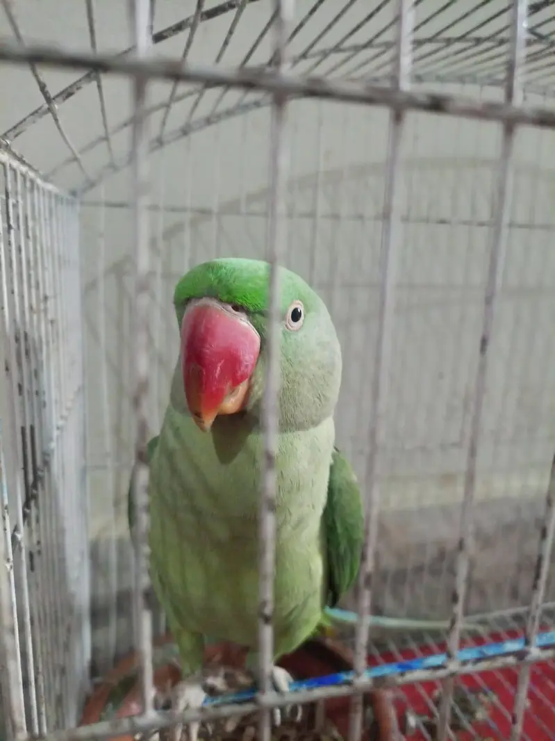 green talking parrot — photo 2