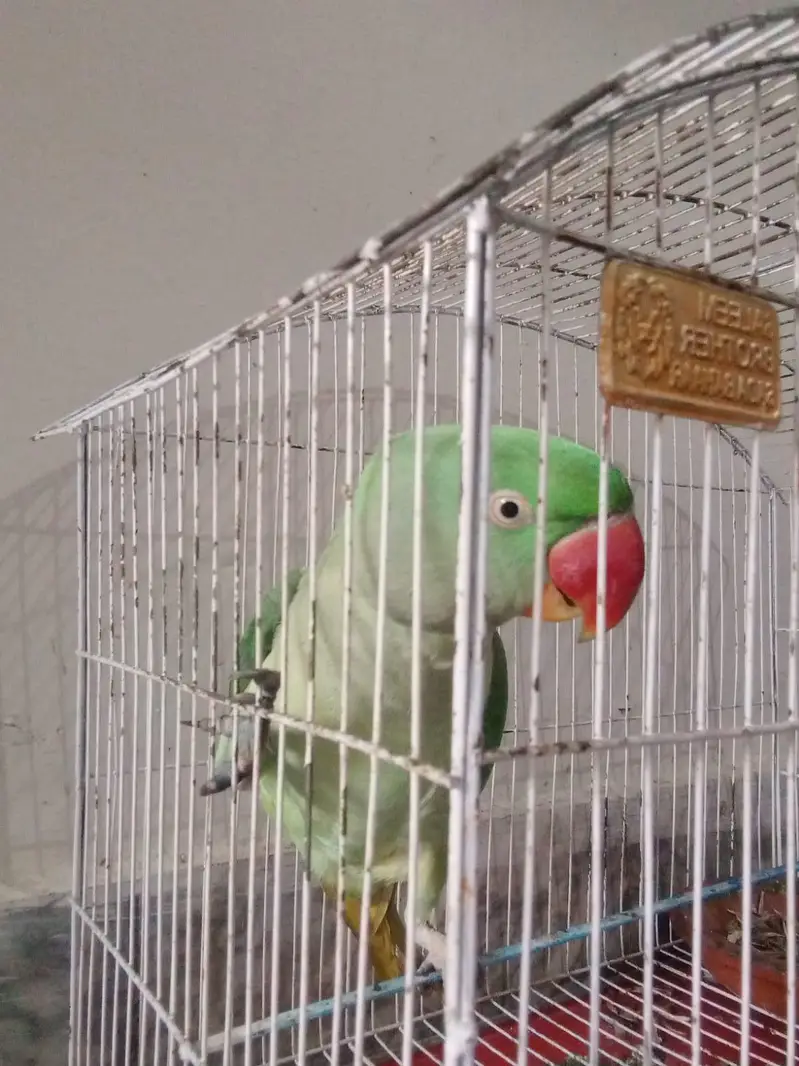 green talking parrot — photo 3