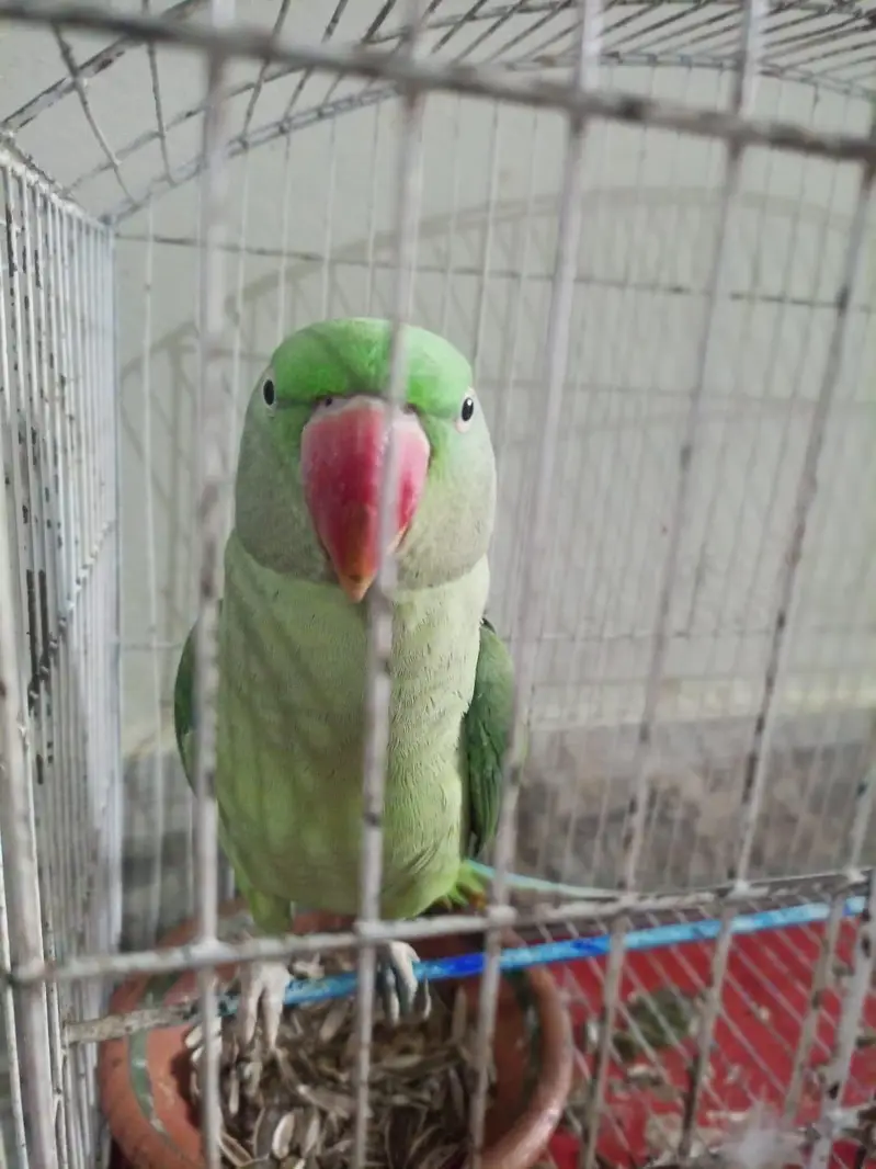 green talking parrot — photo 4