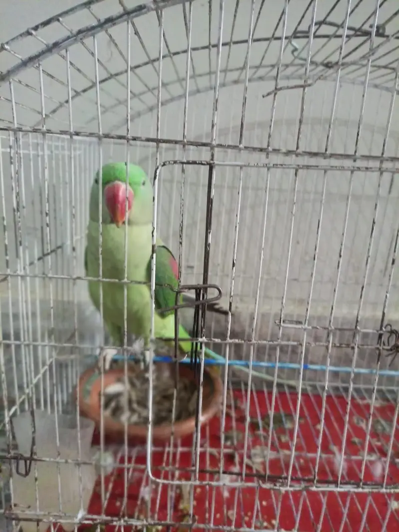 green talking parrot — photo 5
