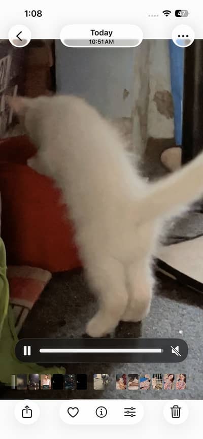 Very sweet kitty