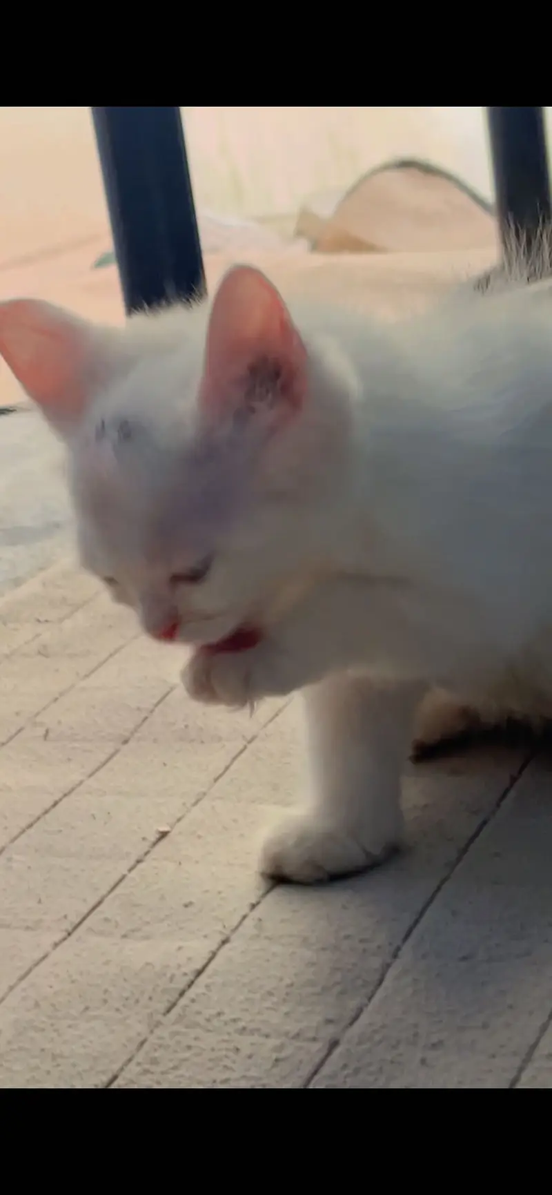 Very sweet kitty — photo 2