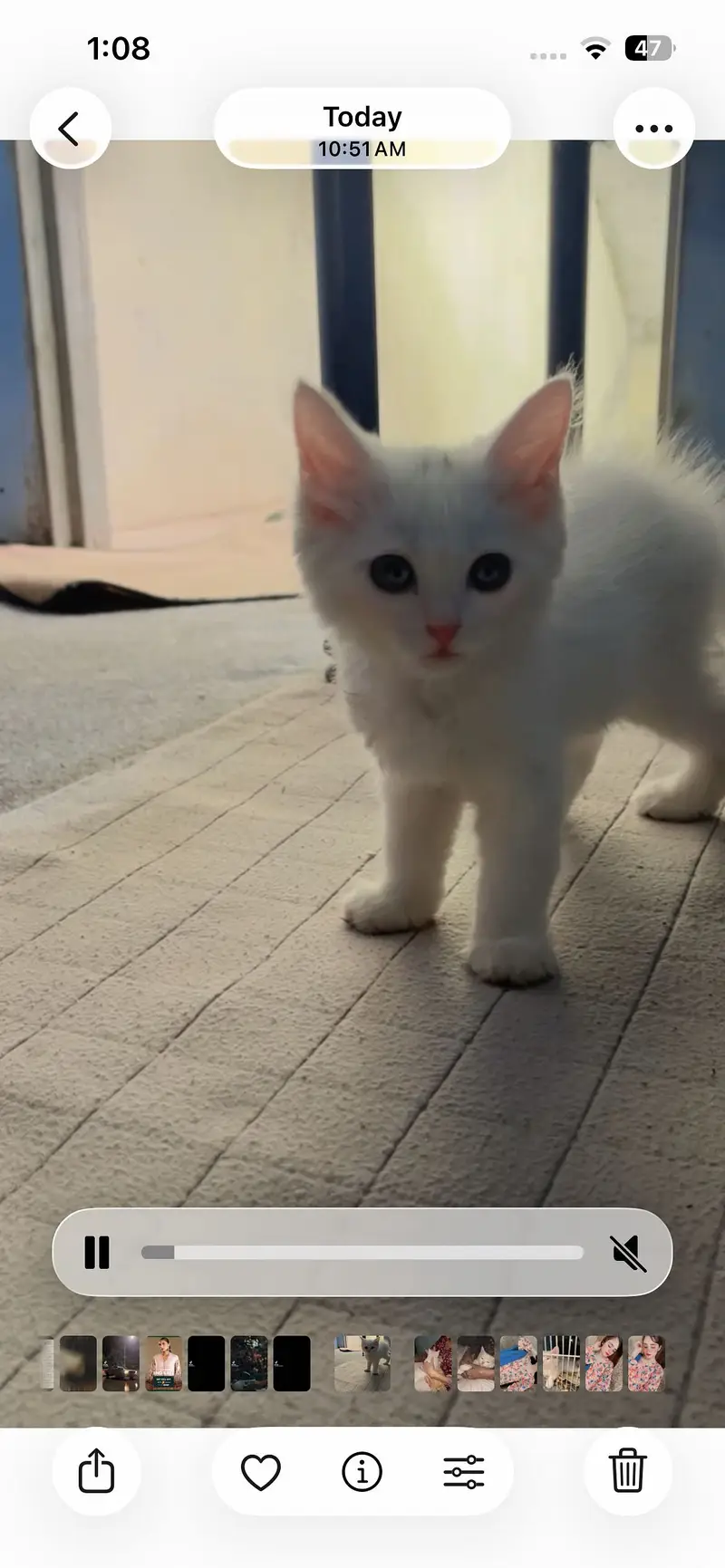 Very sweet kitty — photo 3