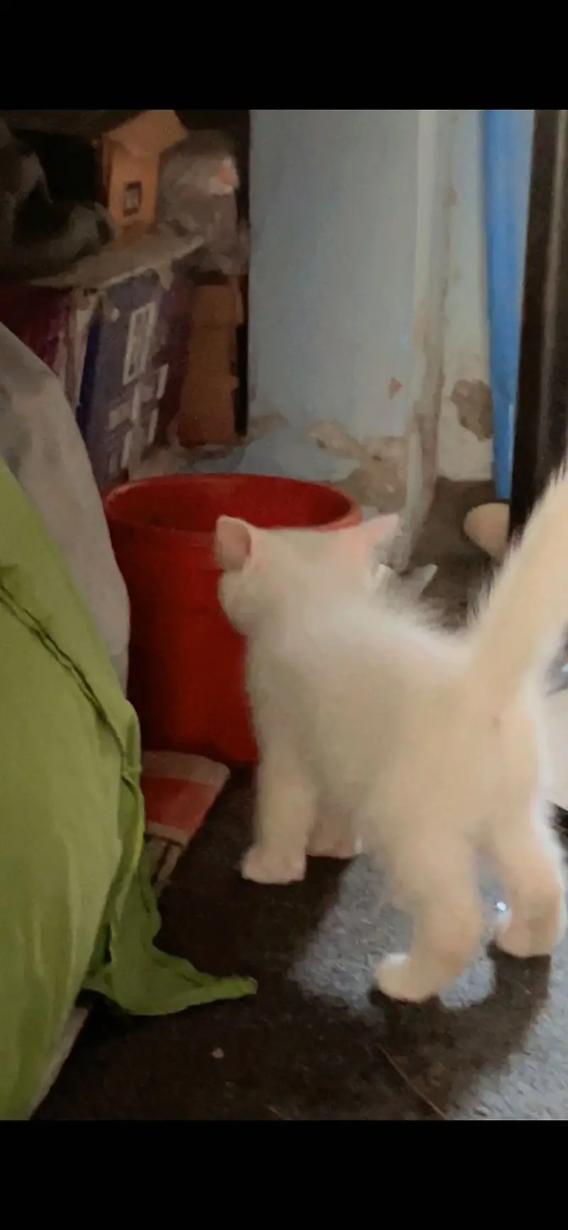 Very sweet kitty — photo 4
