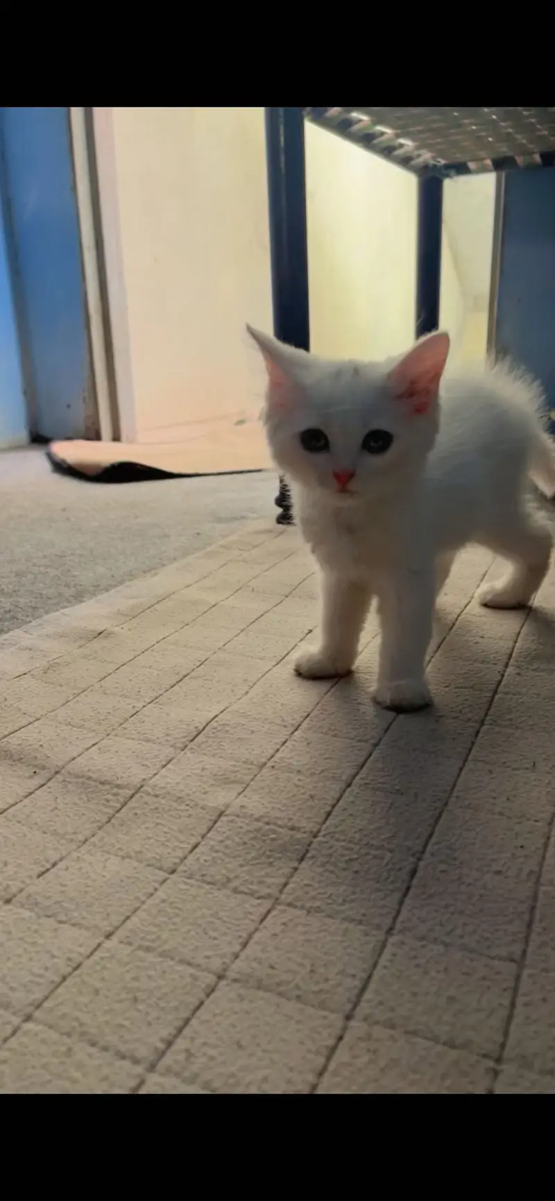 Very sweet kitty — photo 5