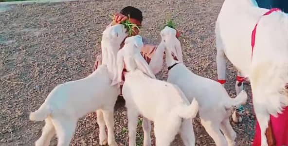 Desi Bakri Our 3 Bacchon Ka Sath Urgent for sale / call _O3228O684I8