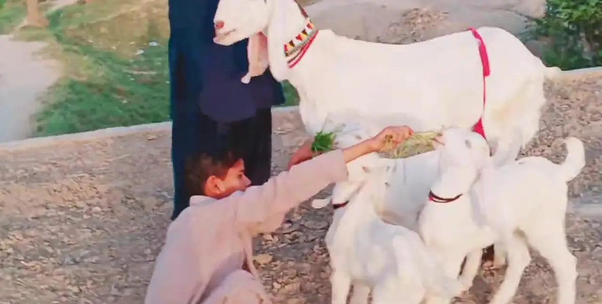 Desi Bakri Our 3 Bacchon Ka Sath Urgent for sale / call _O3228O684I8 — photo 2