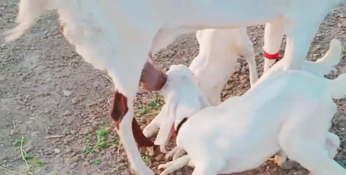 Desi Bakri Our 3 Bacchon Ka Sath Urgent for sale / call _O3228O684I8 — photo 7