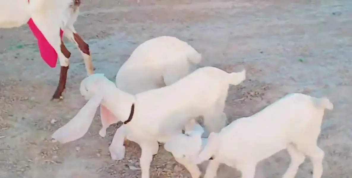 Desi Bakri Our 3 Bacchon Ka Sath Urgent for sale / call _O3228O684I8 — photo 8