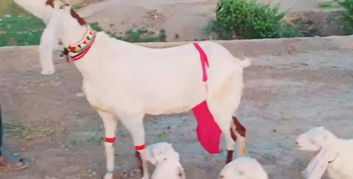 Desi Bakri Our 3 Bacchon Ka Sath Urgent for sale / call _O3228O684I8 — photo 10