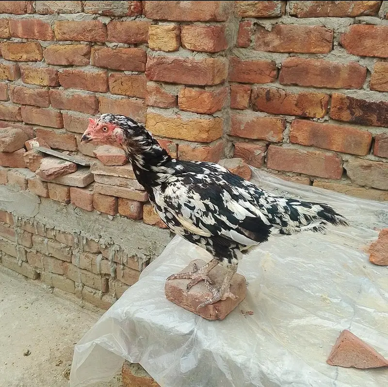 Aseel murgi ha — photo 2