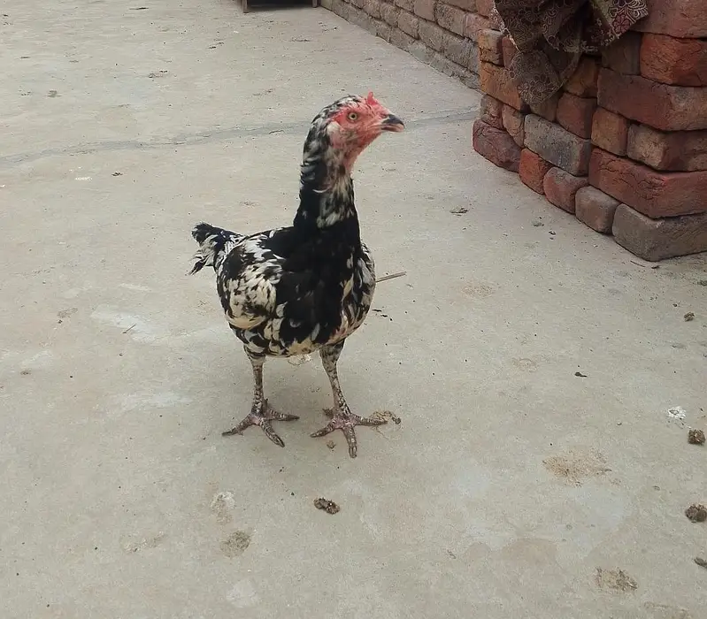 Aseel murgi ha — photo 3