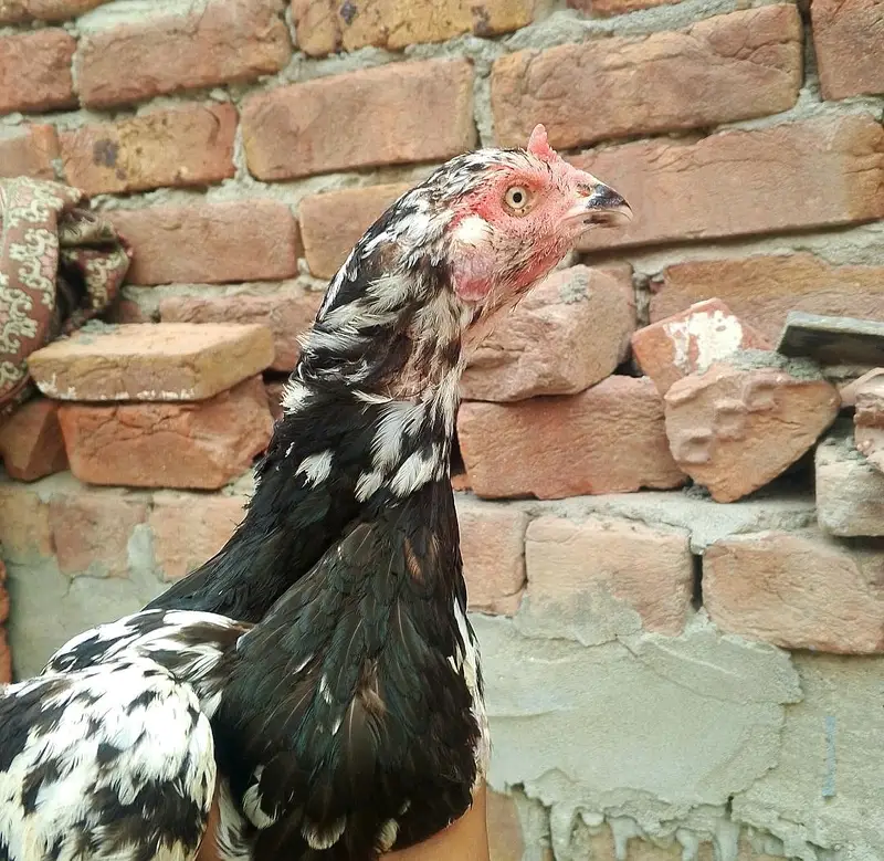 Aseel murgi ha — photo 4