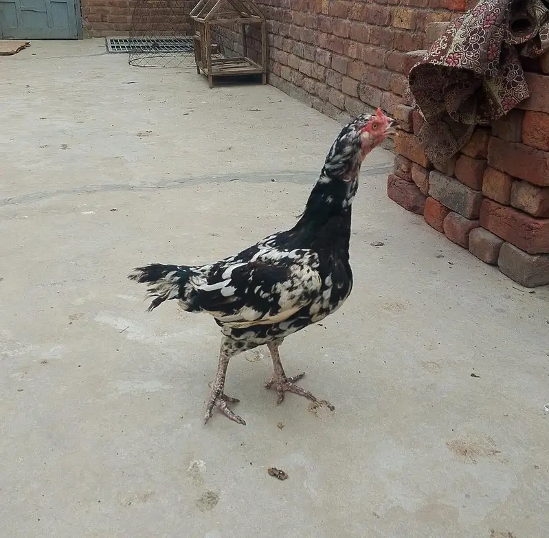Aseel murgi ha — photo 5