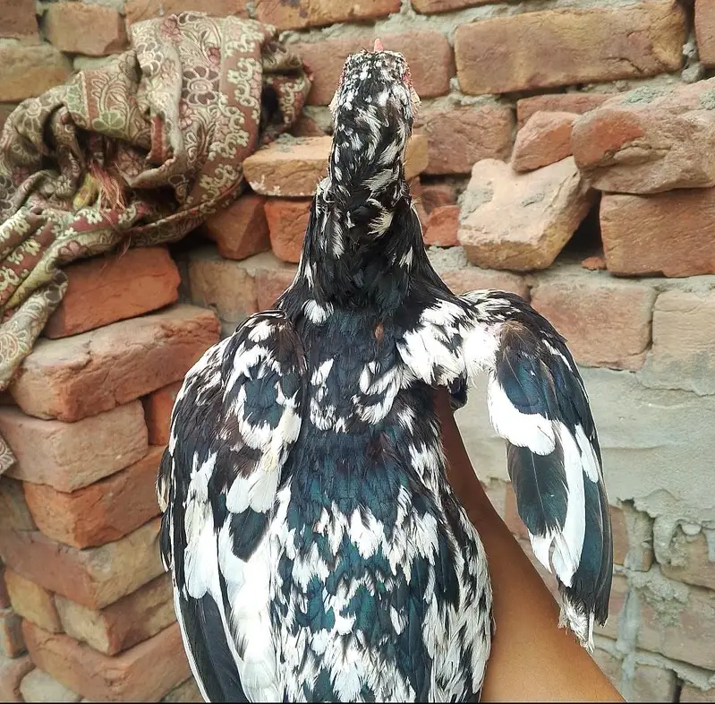 Aseel murgi ha — photo 6