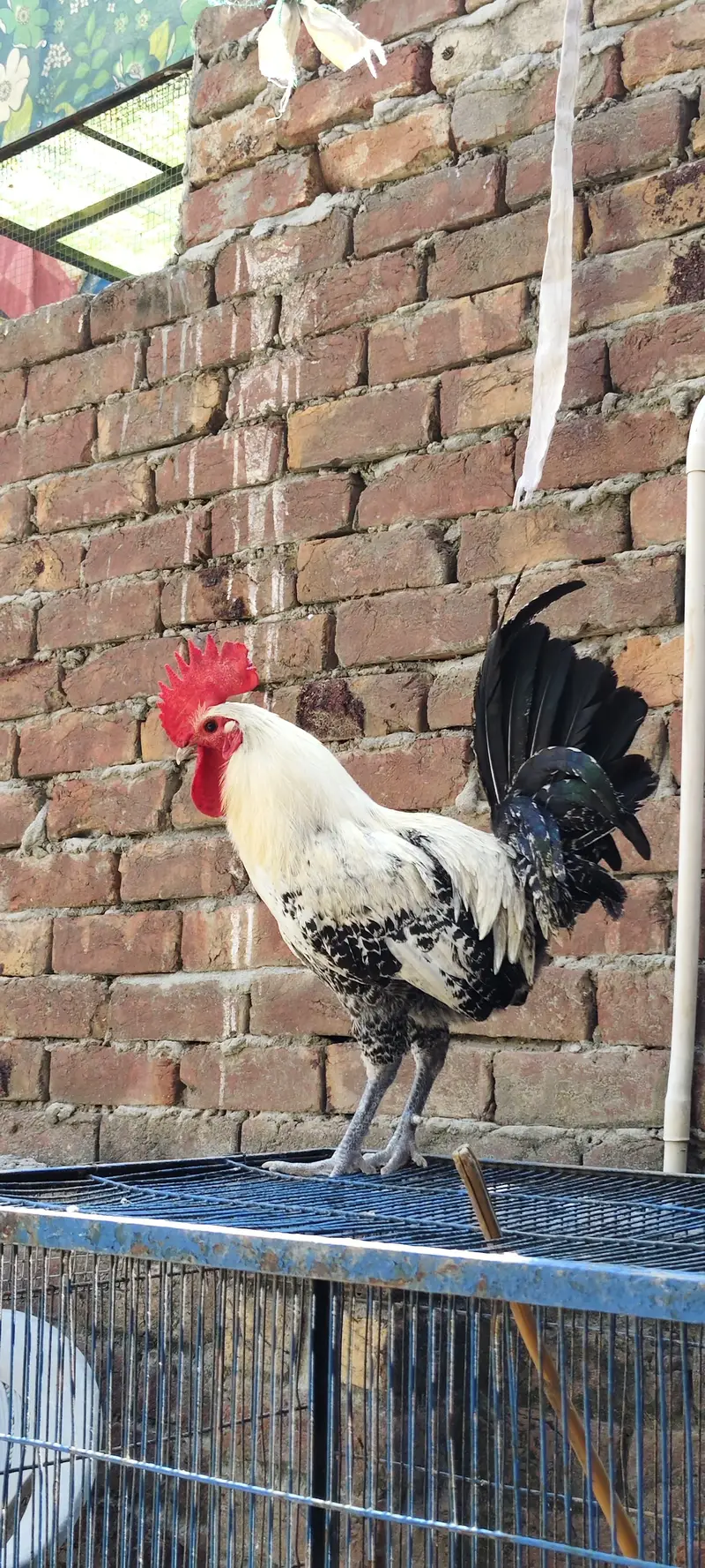 Desi MUrgay For Sale — photo 2