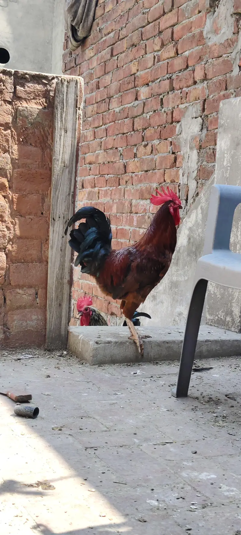 Desi MUrgay For Sale — photo 3
