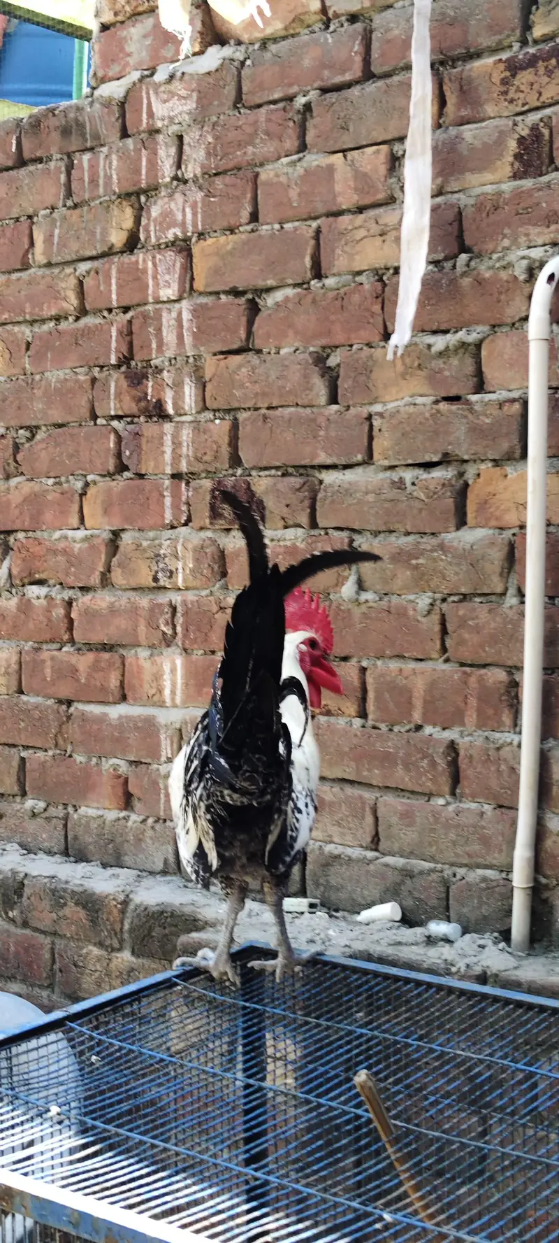 Desi MUrgay For Sale — photo 6
